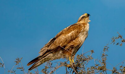 Brown Hawk Perched on a Tree Branch: Scanning for Prey