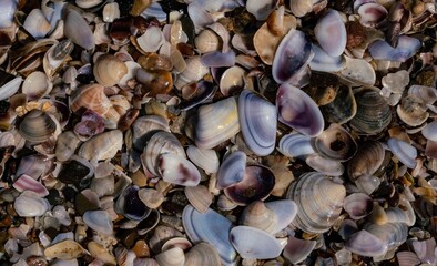Close-Up of Seashells on the Beach: A Colorful Array of Nature's Art