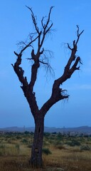 Dry Tree in a Field of Yellow Grass: Highlighting the Colors and Stark Beauty of Autumn