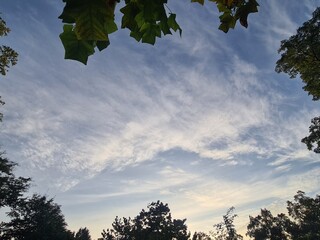 leaves and cloudy, atmospheric sky in Berlin Treptow/Köpenick
