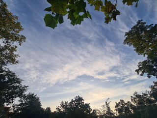 leaves and cloudy, atmospheric sky in Berlin Treptow/Köpenick
