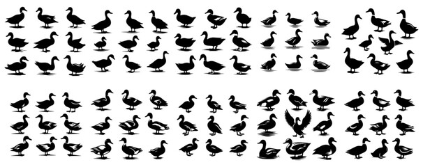 vector set of ducks with a simple silhouette style. white background