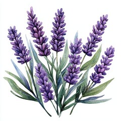 Fototapeta premium Exquisite Watercolor Lavender Illustration on White Background - High Detail Botanical Artwork for Stock Photos