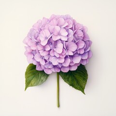 Fototapeta premium Delicate Watercolor Hydrangea Bloom on White Background in Stunning 8k Resolution