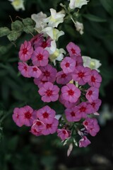 Close-up of pink phlox flowers blooming in a garden