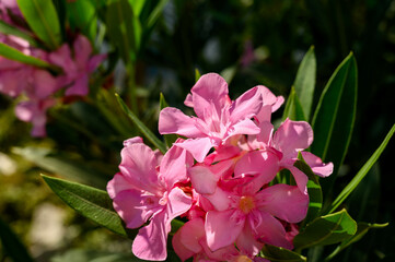 Naklejka premium Pink flowers oleander nerium bush