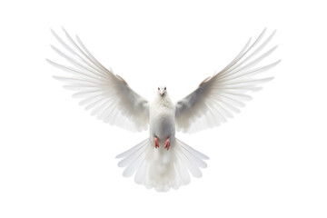 Fototapeta premium A white dove flying upwards with its wings fully extended against a clean white backdrop, isolated on white background