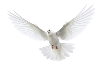Fototapeta premium A white dove flying upwards with its wings fully extended against a clean white backdrop, isolated on white background