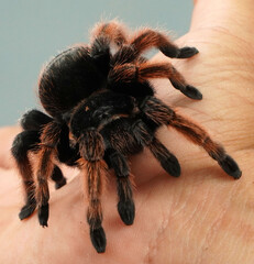 Big spider Tarantula as a pet
