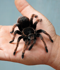 Big spider Tarantula as a pet
