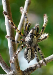 Big spider Tarantula as a pet