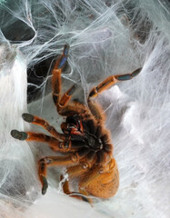 Big spider Tarantula as a pet