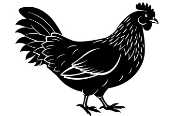 A white domestic fowl, likely a hen or rooster, stands isolated as a vector illustration common on poultry farms