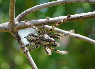 Big spider Tarantula as a pet