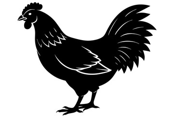 A red feathered rooster, a farm animal and domestic fowl, stands isolated on white with a hen