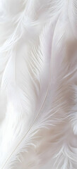 Fototapeta premium A Close-Up of White Feathers on a Soft Surface