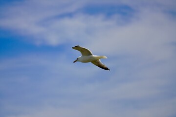 Lesser black-backed gull(Larus fuscus) soars on strong winds above Veiholmen north of Smoela, Norway