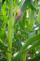 Close-up of Corn Plant in Field