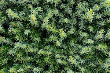 Close-up of green pine needles.