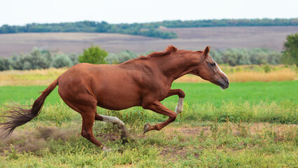 Naklejka premium Brown horse gallops freely across green meadow on summer day. Powerful movement of horse creates sense of freedom and energy in beautiful rural landscape