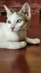 Close-up of a cat with green eyes indoors