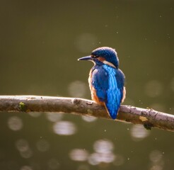 Kingfisher bird perched on a branch over water