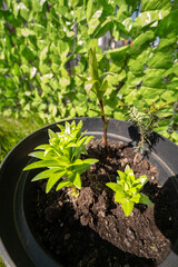 freshly planted sprout