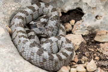 A shot of the European Cat snake (Telescopus fallax) or Soosan Snake on the island of Malta.
