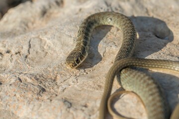 A juvenile Western whip snake basking on the island of Malta.