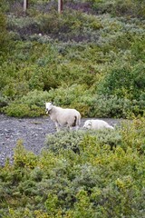 Obraz premium Sheep grazing on the grass near Hjerkinn railway station in the Norwegian mountains north of Dovre