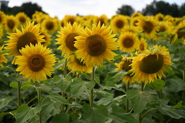 Fototapeta premium Fleurs de tournesol