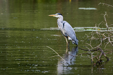 Grey Heron (Ardea cinerea) standing in water on the shore of a lake.