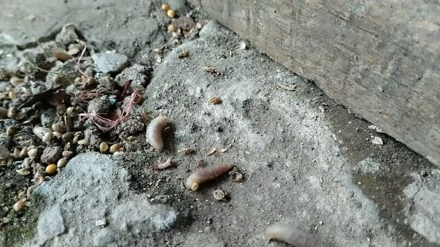 maggots crawling on the ground