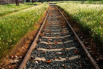 Abandoned railway tracks amidst greenery