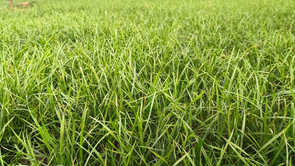 Close up view of green grass