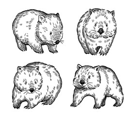 hand drawn line art illustration of wombats