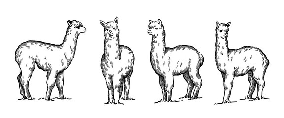 hand drawn line art alpaca set
