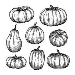 hand drawn line art pumpkin set