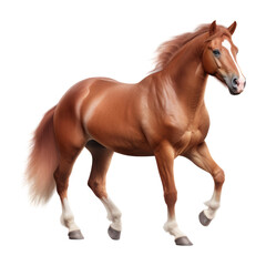 Naklejka premium brown horse isolated on transparent background cutout