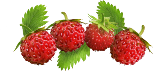 isolated red strawberry for fruits snack