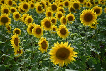 Fleurs de tournesol
