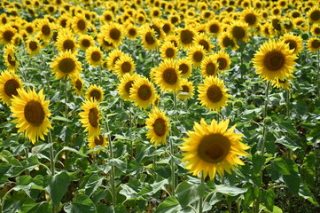 Fototapeta premium Fleurs de tournesol