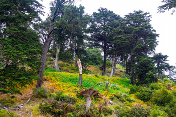 Views of flowers, lush foliage, waterfalls, ponds, and stone bridges at Golden Gate Park in San Francisco