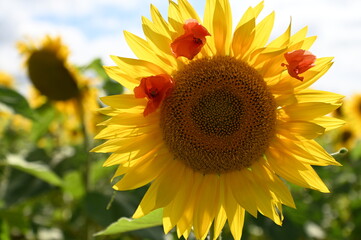 Fleurs de tournesol