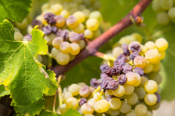 Typical grapes with botrytis cinerea for sweet wines, Sauternes, Bordeaux, Aquitaine, France