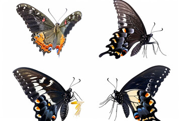 Fototapeta premium photo set of colorful butterflies, no background transparent