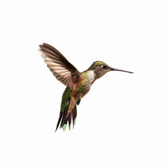 Naklejka premium Photo set of colorful hummingbird, no background transaprent