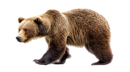 Fototapeta premium A majestic brown bear walks gracefully, showcasing its thick fur and powerful build. This magnificent creature embodies wild spirit of nature, evoking sense of awe and respect. 