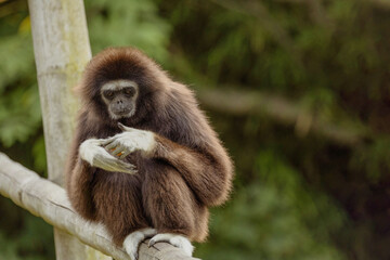 lar gibbon white-handed gibbon, an endangered primate in the gibbon family