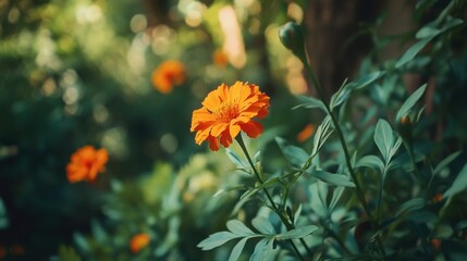 A close-up of a blooming orange marigold in a lush garden, with its vivid petals standing out against green foliage.